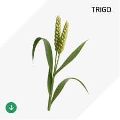 Trigo