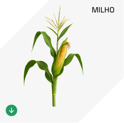 Milho